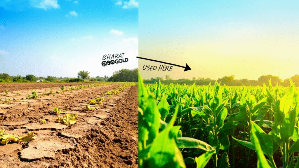 Before-and-after comparison of a farmer’s field: one side with dry, chemically treated soil and unhealthy plants, and the other side showing vibrant green crops with rich soil labeled ‘Bharat Bio Gold Used Here.’ Include icons or arrows indicating transformation.”