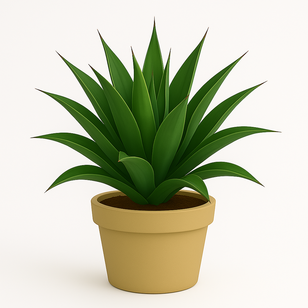 Agave