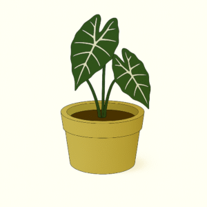 Alocasia