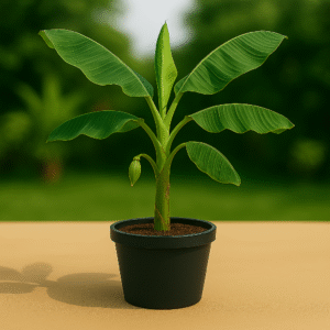 Banana Plant Varieties to Grow at Home