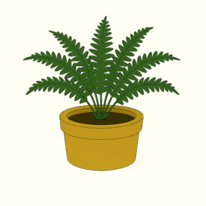 Boston Fern
