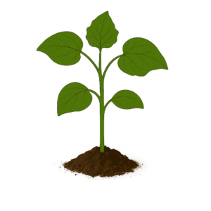 Bottle Gourd (Lauki)