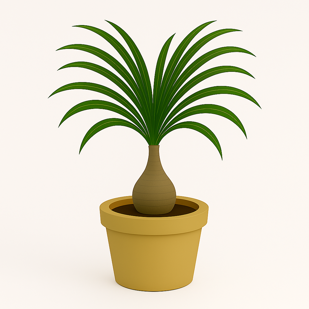 Bottle Palm