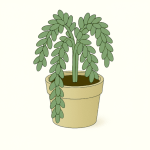 Burro’s Tail (Sedum morganianum)