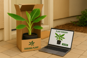 Buy Banana Tree Online