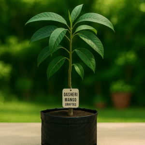 Buy Dasheri Mango Plant Online – Grafted Fast Fruiting 3–4 Years to Yield