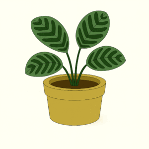 Calathea (Prayer Plant)