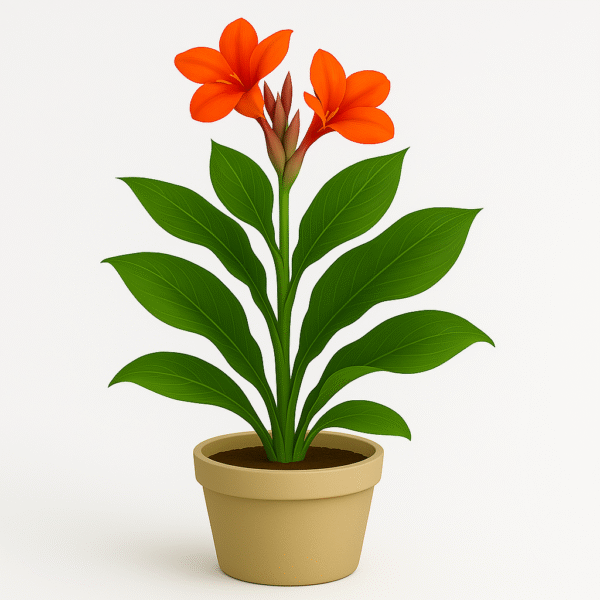 Canna Lily