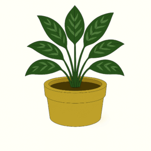 Chinese Evergreen (Aglaonema)