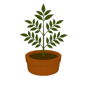 Curry Leaf Plant (Kadi Patta)