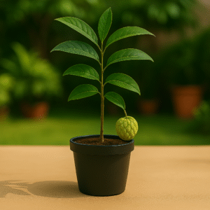 Buy Sitaphal Plant Online – 100% Live, High Yield Tree
