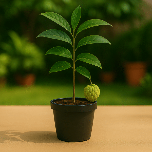 Buy Sitaphal Plant Online – 100% Live, High Yield Tree
