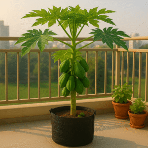 fast-growing papaya tree for pots