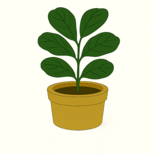 Fiddle Leaf Fig (Ficus lyrata)