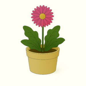 Gerbera Daisy (Indoor hybrid)