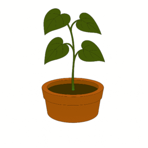 Giloy (Tinospora cordifolia)