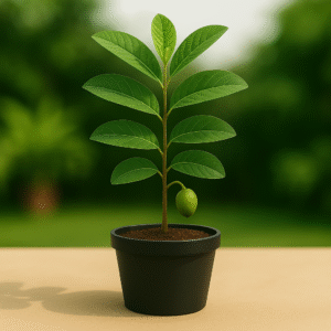 Top 5 Benefits of Grafted Guava Plant | Buy Online Now