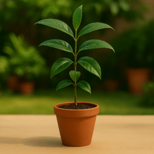 Buy Live Jamun Plant Online