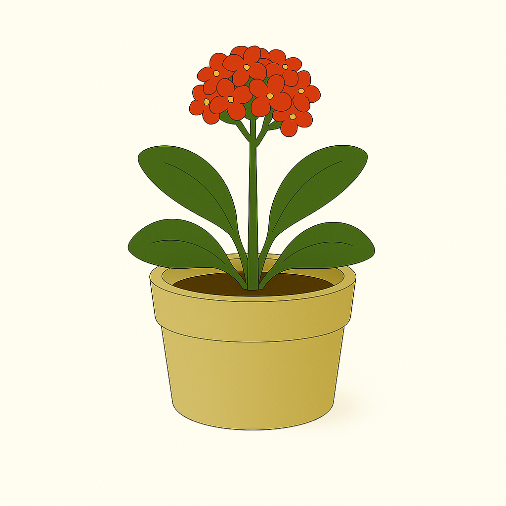Kalanchoe