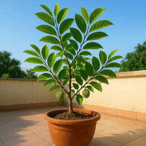 Live Custard Apple Plant