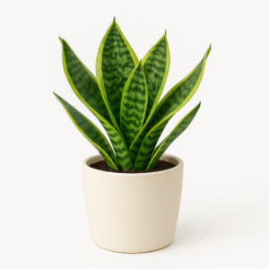 Mini Snake Plant