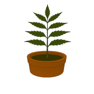 Neem Plant