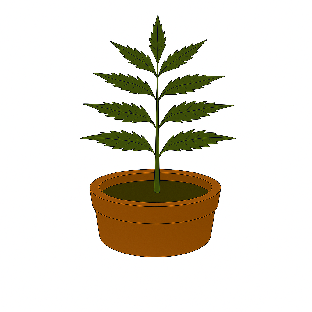 Neem Plant