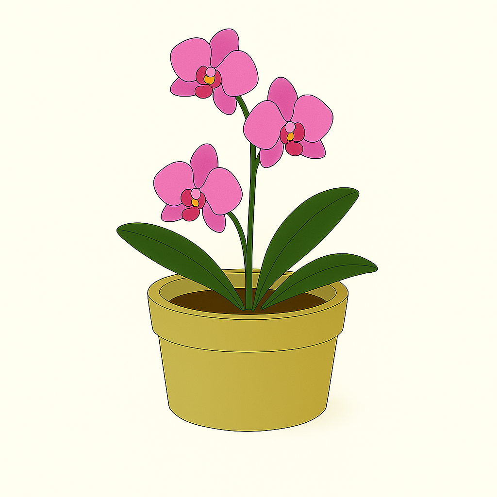 Orchid (Phalaenopsis)