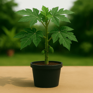 Buy Papaya Plant Online High Yield | Starts Fruiting in 9 Months