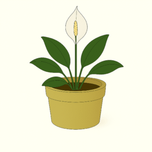Peace Lily (also flowering)