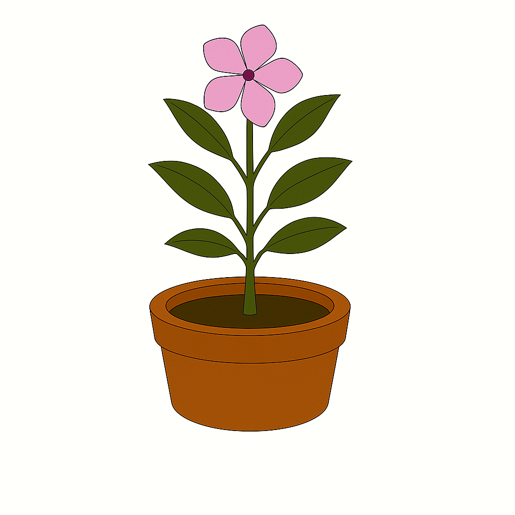 Periwinkle (Sadabahar)