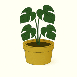 Philodendron