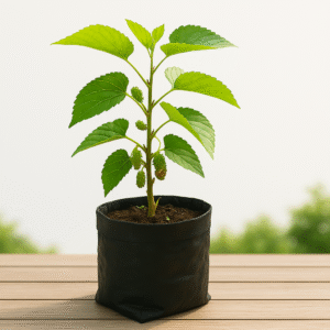 Buy Shahtoot Mulberry Plant Online – 100% Live, Fruiting in 1 Year