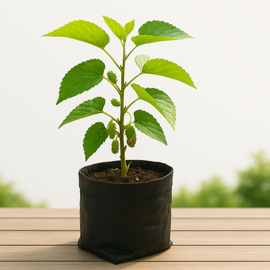 Buy Shahtoot Mulberry Plant Online – 100% Live, Fruiting in 1 Year