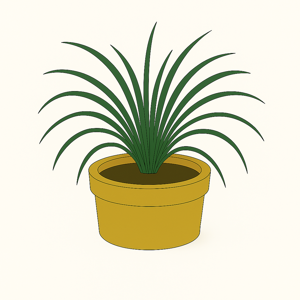 Spider Plant (Chlorophytum comosum)