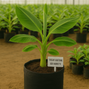 tissue culture banana plant