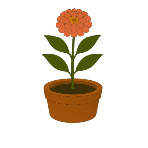 Zinnia