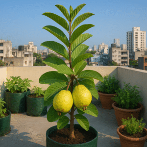 high-yield grafted amrud plant for terrace